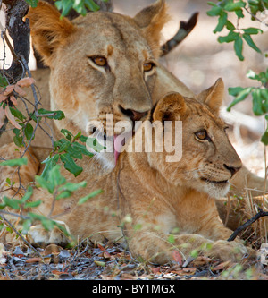 Une lionne et son petit dans la Réserve du Selous. Banque D'Images