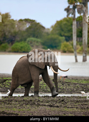 Un éléphant près de la rivière Rufiji dans la Réserve du Selous. Banque D'Images