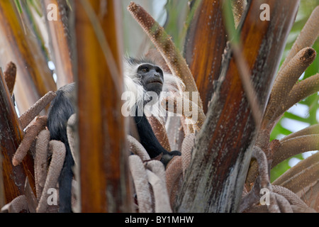 Un Angola Colobe Pied dosage dans un raphia à Selous. Banque D'Images