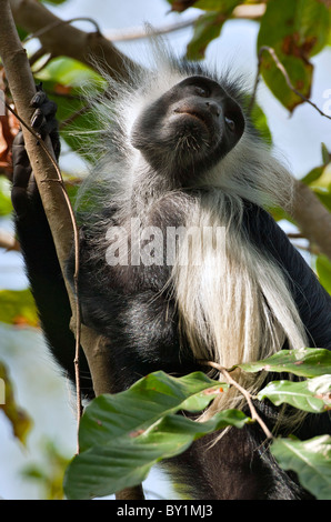 Un pied en Angola Colobe de Selous. Banque D'Images