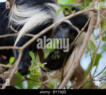 Un Angola Colobe Pied en se nourrissant des feuilles du Selous. Banque D'Images
