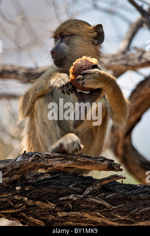 Un babouin jaune mangeant une grande fruits de palmiers à l'aide de ses deux membres antérieurs et une jambe à Selous. Banque D'Images