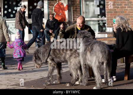 Avec deux propriétaires de chiens Loup irlandais assis dehors Country Park cafe reposant Banque D'Images