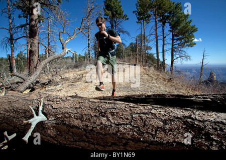 USA, Arizonia, Grand Canyon North Rim, la Forêt Nationale de Kaibab. Le vaste parc national ouvert zone adjacente à la principale Grand Banque D'Images