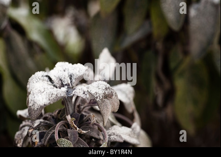 Purple Sage, Salvia officinalis 'Purpurascens' AGA, dans une forte gelée Banque D'Images