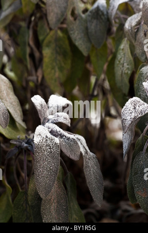 Purple Sage, Salvia officinalis 'Purpurascens' AGA, dans une forte gelée Banque D'Images