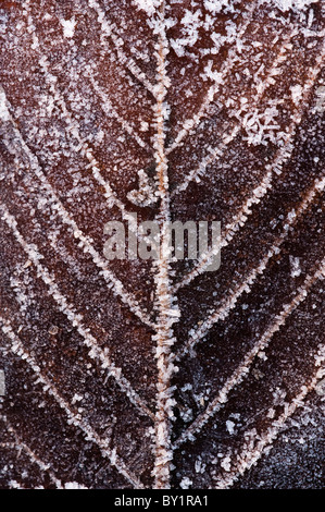 Gros plan d'une givre couverts de feuilles tombées Banque D'Images