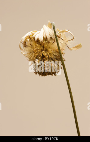 Fleur de mourir d'un Gerbera Blanc Everlast ('Amgerbwhi') Banque D'Images