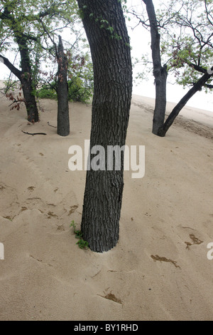 Arbres ensevelis par le sable Indiana Dunes National Lakeshore Banque D'Images