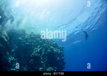 L'apnéiste se déplace sous l'eau près de la barrière de corail à la profondeur du trou bleu. Lire la mer, l'Égypte. Banque D'Images