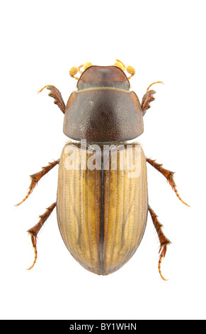 Aphodius lugens isolé sur un fond blanc. Banque D'Images