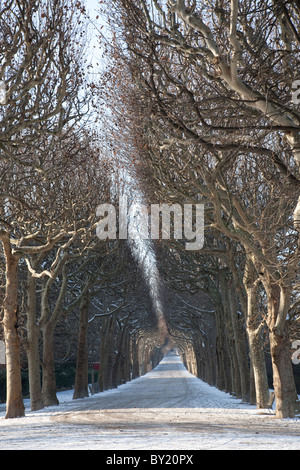 Chemin bordé d'arbres dans le parc du Jardin des Plantes, Paris, France Banque D'Images