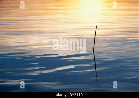 Tige d'herbe silhouette coucher du soleil se reflétant dans une piscine en cascade dans l'Inde Banque D'Images