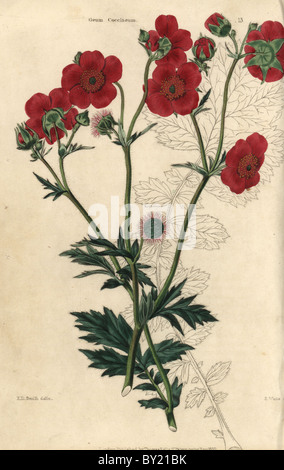 Fleurs écarlates, benoîte Geum coccineum. Banque D'Images