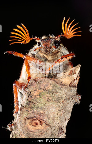 Catégorie : hommes beetle ou Maybug (Melolontha melolontha). Powys, Pays de Galles. Banque D'Images