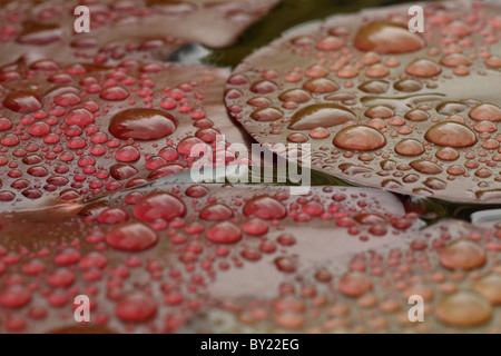 Gouttes de pluie sur des feuilles fraîches de nénuphar (Nymphaea sp.). Banque D'Images