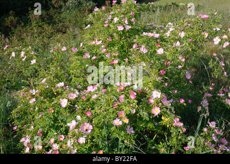 Dog Rose (Rosa Canina agg.) la floraison. Powys, Pays de Galles, Royaume-Uni. Banque D'Images