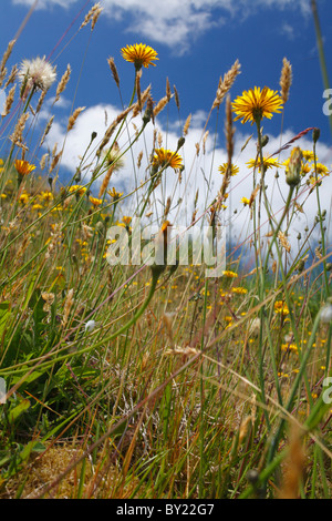 Hawkbits rugueux (Leontodon hispidus) floraison sur une colline herbeuse dans une ferme bio. Powys, Pays de Galles, Royaume-Uni. Banque D'Images