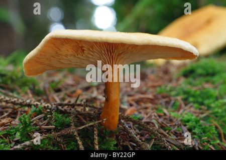 Faux Safran champignons Lactarius deterrimus Milkcap (Croissant) en vertu de l'épinette de Sitka. Powys, Pays de Galles. Banque D'Images