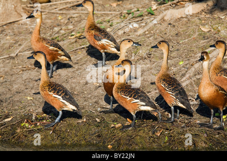 L'Australie, Territoire du Nord, le Parc National de Kakadu, Cooinda. Sifflement de plumes de canards (Dendrocygna eytoni-), également connu sous le nom de Banque D'Images