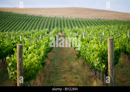 L'Australie, la Tasmanie, Pipers River. Vignoble dans la célèbre région viticole de la rivière Pipers. Banque D'Images