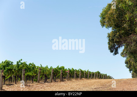 L'Australie, l'ouest de l'Australie, Margaret River, Wilyabrup. Vignoble dans la célèbre région viticole de Margaret River. Banque D'Images