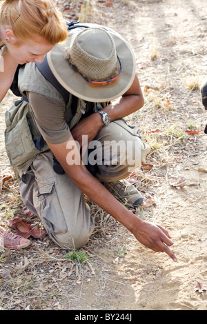 L'Inde, le Madhya Pradesh, le Parc National de Satpura. Guide souligne sloth bear tracks sur un safari à pied. Banque D'Images