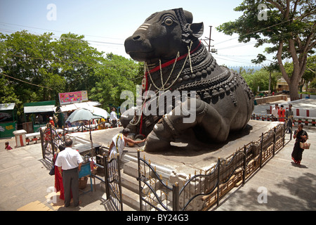 L'Inde, Mysore. Le Nandi Bull ; l'une des plus grandes sculptures à partir d'une seule pièce de rock (granit) en Inde. Banque D'Images