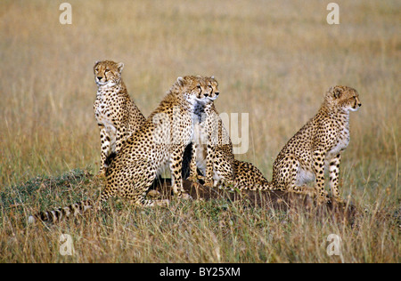 Une famille de guépards sur les plaines de Masai Mara National Reserve. Cheetah cubs peuvent rester avec leur mère jusqu'à deux Banque D'Images