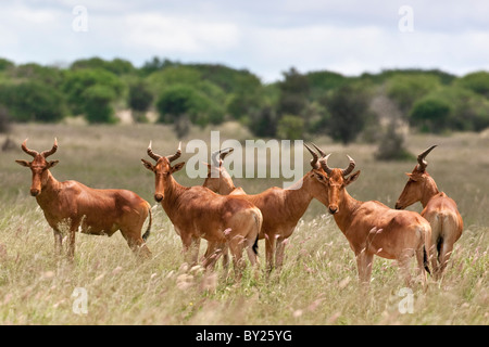 Un petit troupeau de Kongoni au Kenya, le parc national de Tsavo Ouest. Banque D'Images