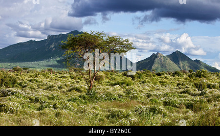 Après des pluies abondantes, la campagne au Kenya, le parc national de Tsavo Ouest est couverte de fleurs sauvages. Les Girafes masaï peuvent être Banque D'Images