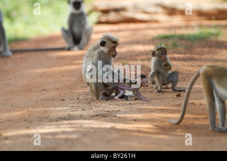 Toque Macaque (Macaca sinica) la mère et l'enfant Banque D'Images