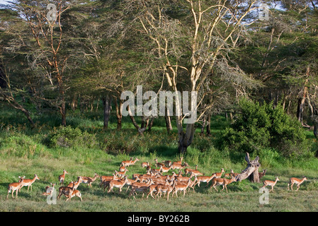 Un troupeau d'impalas broutent près de la fièvre à écorce jaune massif d'arbres, d'un grand acacia qui pousse en sol humide. Mweiga, Solio, Banque D'Images