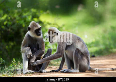 À TOUFFETER Entelle gris - Singe Hanuman aka Semnopithecus priam thersites à Yala NP, Sri Lanka. Banque D'Images