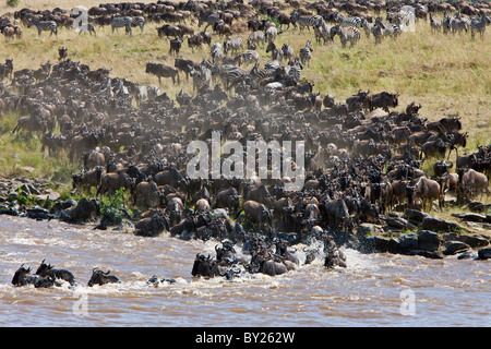 Gnous massing pour traverser la rivière Mara au cours de leur migration annuelle à partir du Parc National de Serengeti en Tanzanie du Nord Banque D'Images