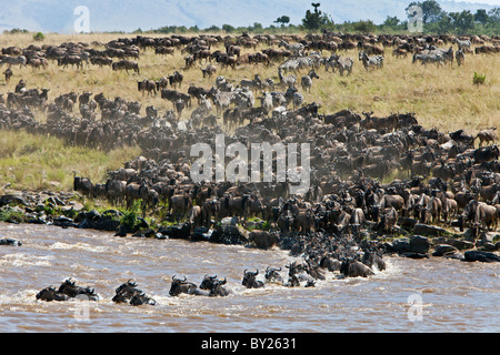 Gnous massing pour traverser la rivière Mara au cours de leur migration annuelle à partir du Parc National de Serengeti en Tanzanie du Nord Banque D'Images