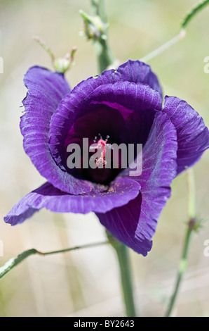 Une belle espèce d'Hibiscus pourpre qui pousse dans les prairies sèches dans les plaines du Mara. Le Masai Mara National Reserve Banque D'Images