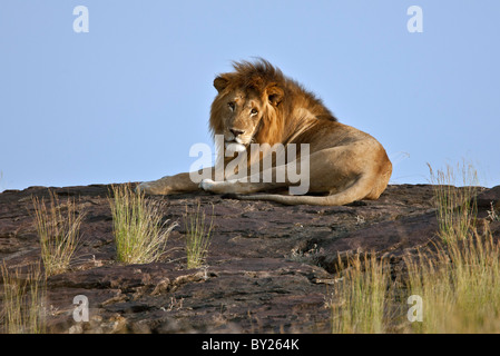 Un magnifique lion reposant sur un gros rocher dans les plaines du Mara. Le Masai Mara National Reserve Banque D'Images