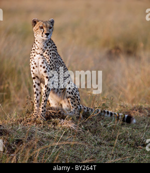 Un guépard femelle à la recherche de sa proie potentielle au début de la lumière du soleil du matin. Le Masai Mara National Reserve Banque D'Images