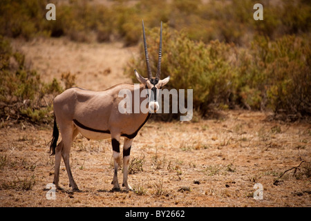 Kenya, Samburu National Reserve. Un oryx de beisa oryx () dans la réserve nationale de Samburu, au nord du Kenya. Banque D'Images