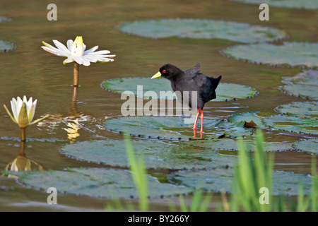 Un butor marche sur les feuilles de nénuphar. Banque D'Images