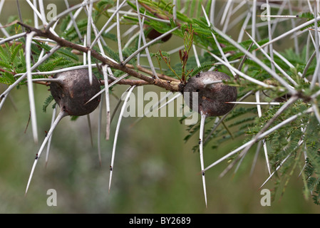 Les épines et les gales de l'épine d'Acacia drepanolobium, sifflement. Peu agressif de la fourmis Crematogaster espèces vivent dans la Banque D'Images