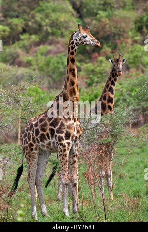 Les Girafes Rothschild dans le Parc National de Ruma. Banque D'Images