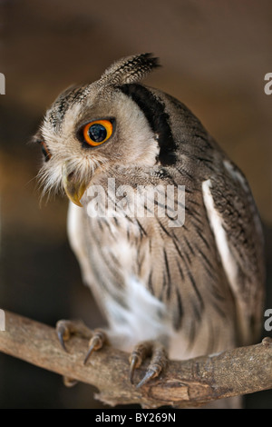 Un Scops-Owl à face blanche, une espèce de petite chouette avec touffes auriculaires qui sont soulevées lorsque l'oiseau est dérangé. Banque D'Images