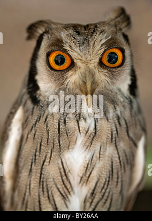 Un Scops-Owl à face blanche, une espèce de petite chouette avec touffes auriculaires qui sont soulevées lorsque l'oiseau est dérangé. Banque D'Images