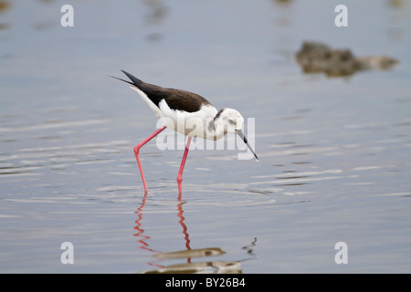 Black-winged Stilt Échasse ou conjoint (Himantopus himantopus) à Palatupana près de marais salants, Yala NP, Sri Lanka. Banque D'Images