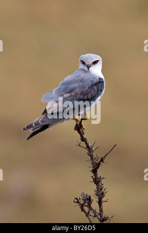 Un Faucon pygmée dans Masai-Mara réserve nationale. Banque D'Images