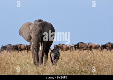 Un éléphant et son petit veau avec un troupeau de gnous en arrière-plan.