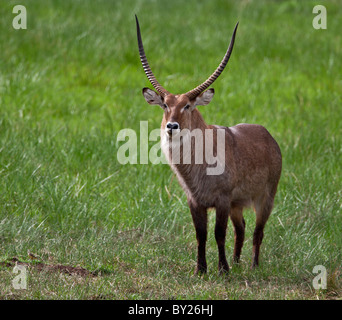 Un mâle Waterbuck Defassa fine dans les faits saillants de l'Aberdare National Park. Banque D'Images