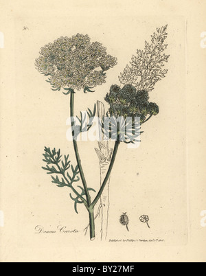 Fleur blanche de l'usine et la carotte sauvage, Daucus carota contour racine. Banque D'Images